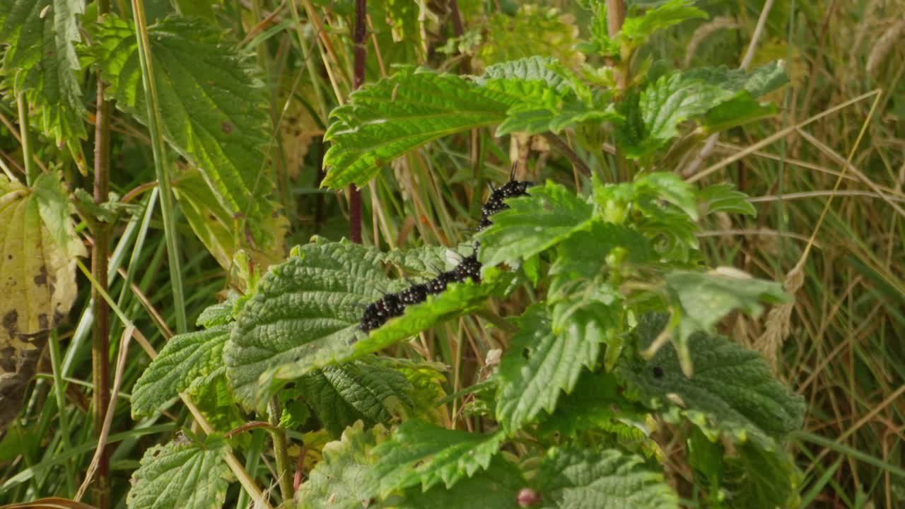 Hidden caterpillar in tall wild plants, spotted resting among green leaves, gradual push in establishing