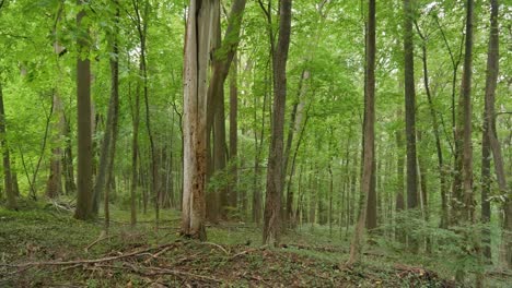 Forest-grove-in-Pennsylvania-near-Wissahickon-Creek