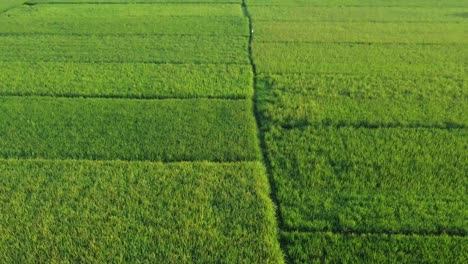 aerial view of the green and yellow rice field in the morning