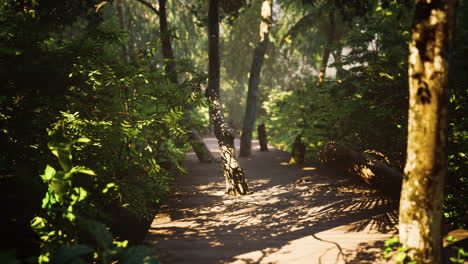 Camino-De-Cubierta-De-Madera-En-El-Bosque