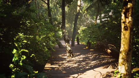 wooden deck path in the forest