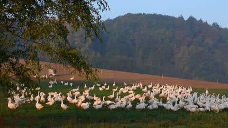 Weiße-Gänse-Auf-Dem-Feld-Des-Bauernhofes-Am-Frühen-Morgen-Bei-Sonnenaufgang