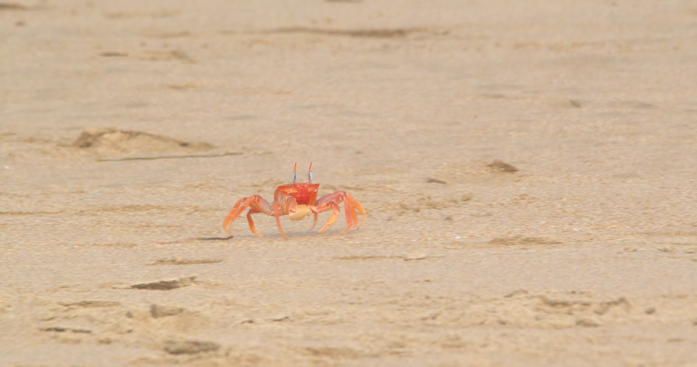 Crab filtering sand while walking on wet shoreline Piura Peru