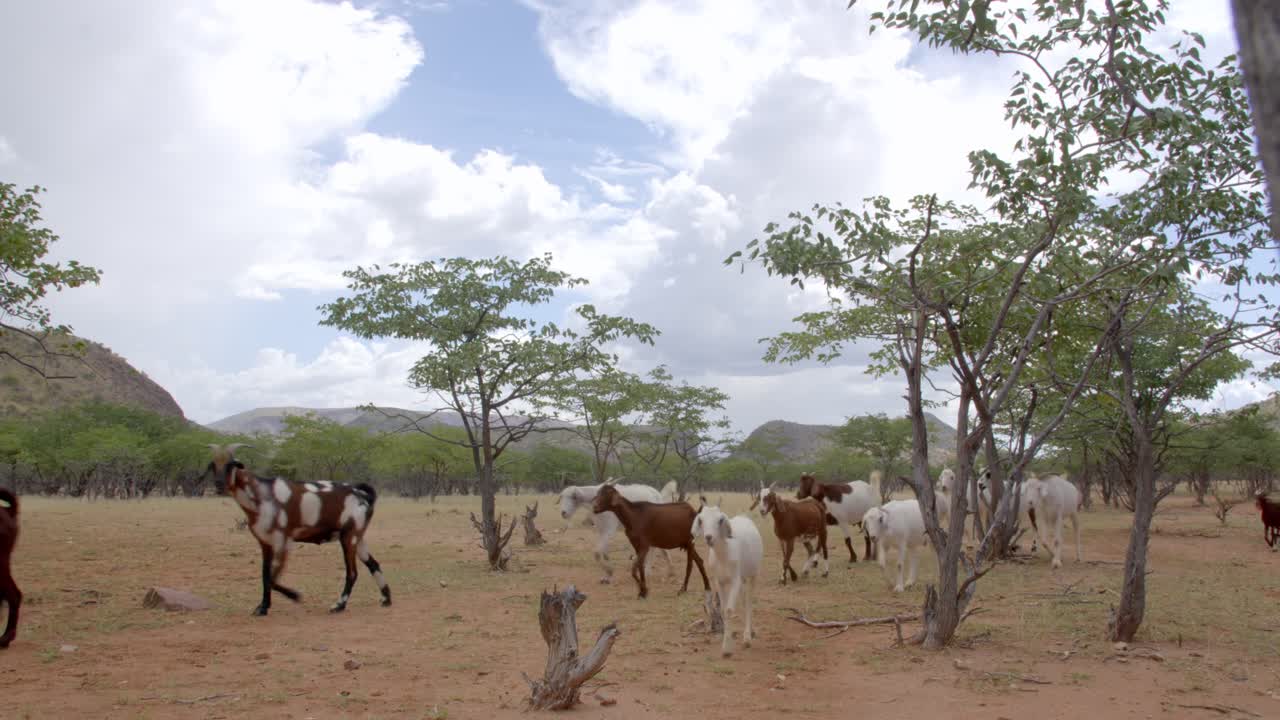 Goats or Boere bokke as they are called in Namibia