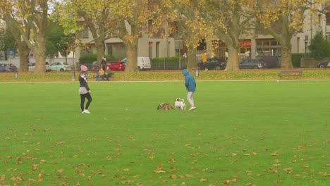 enjoying a day in the park with the pups -slow motion