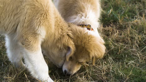 mix breed puppies of anatolian pyrenees in a park