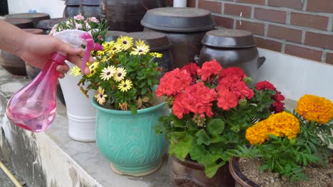 spraying water on flowers near the korean traditional house