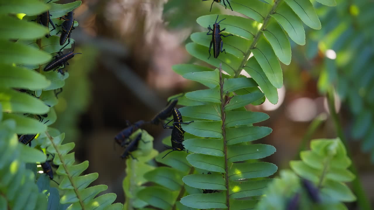 Close Up On Florida Lubber Grasshoppers as they explore a vibrant green fern leaves in lush undergrowth with soft natural backlight from the sun