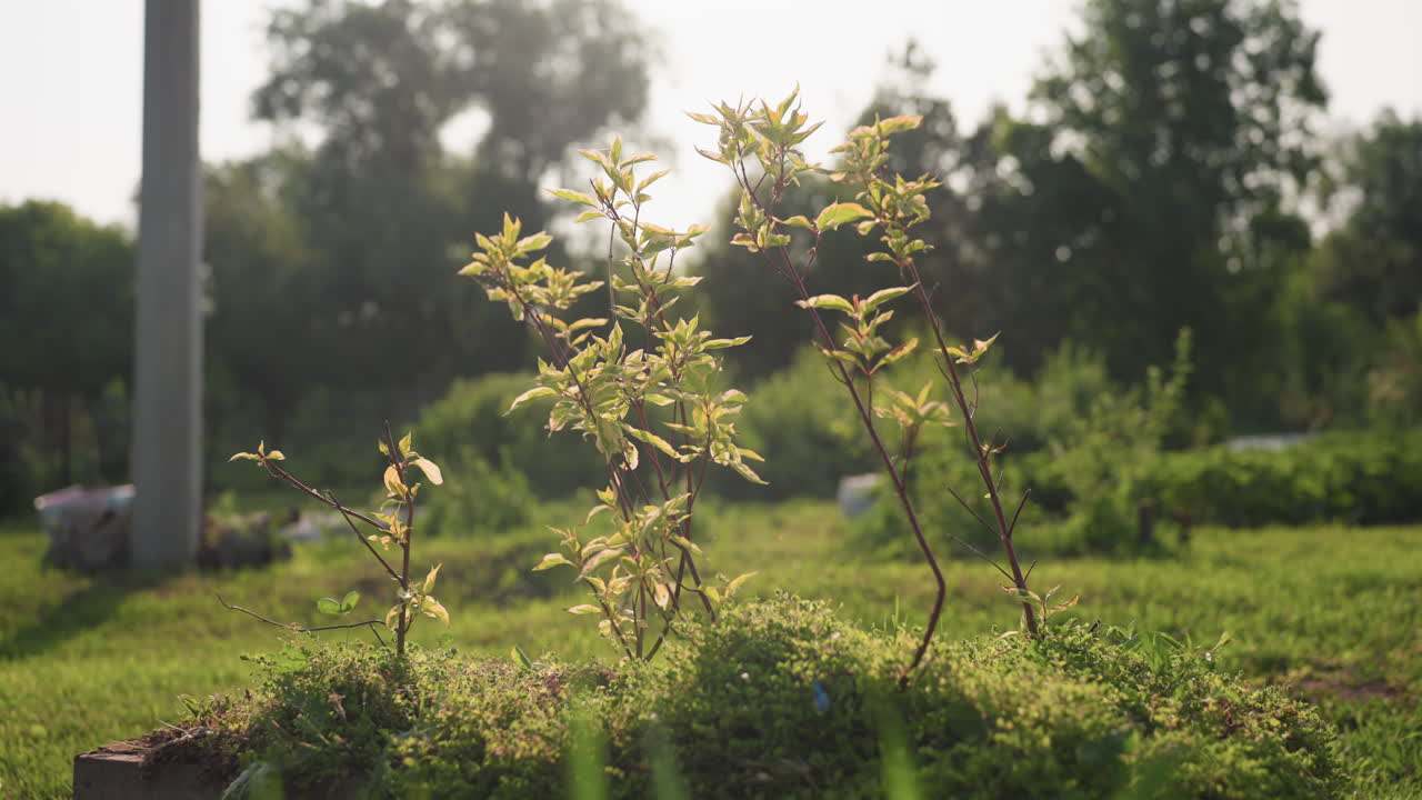 young shoots emerging from wooden planter box with moss and grass surrounding, sunlight filtering through distant trees, rural garden scene showing growth and natural texture of soil