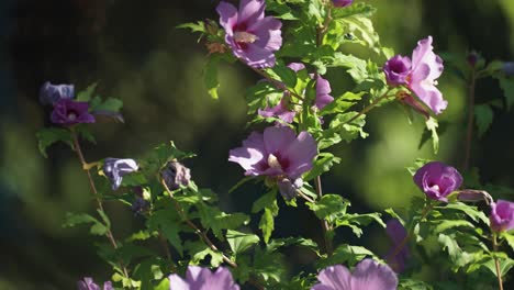 hibiscus bush with light pink flowers