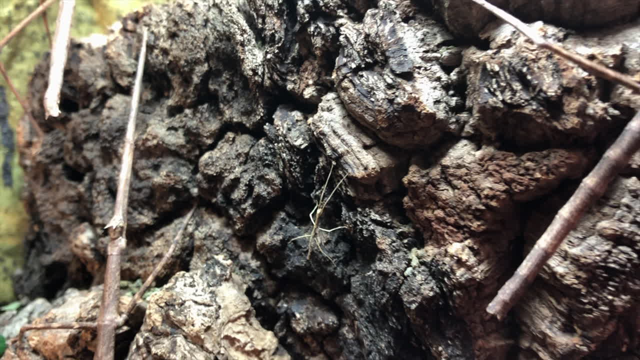 스틱 곤충은 잎과 가지가 있는 테라리움의 껍질에 있으며, 이국적인 동물 종입니다.