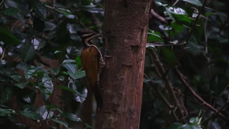 Camera-zooms-out-while-this-bird-busy-foraging-for-food,-Common-Flameback-Dinopium-javanense-Female,-Thailand