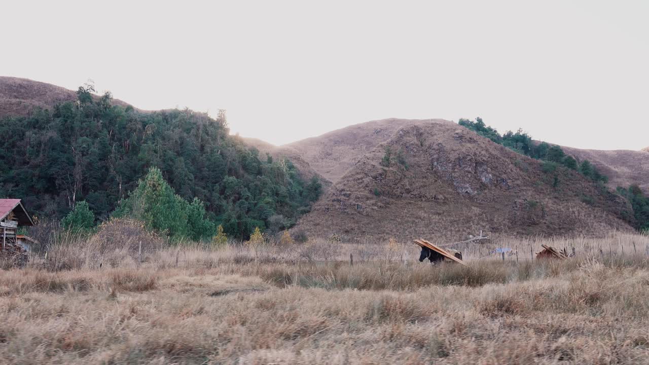 Horses used for agricultural work and carried on the backs of wooden beams