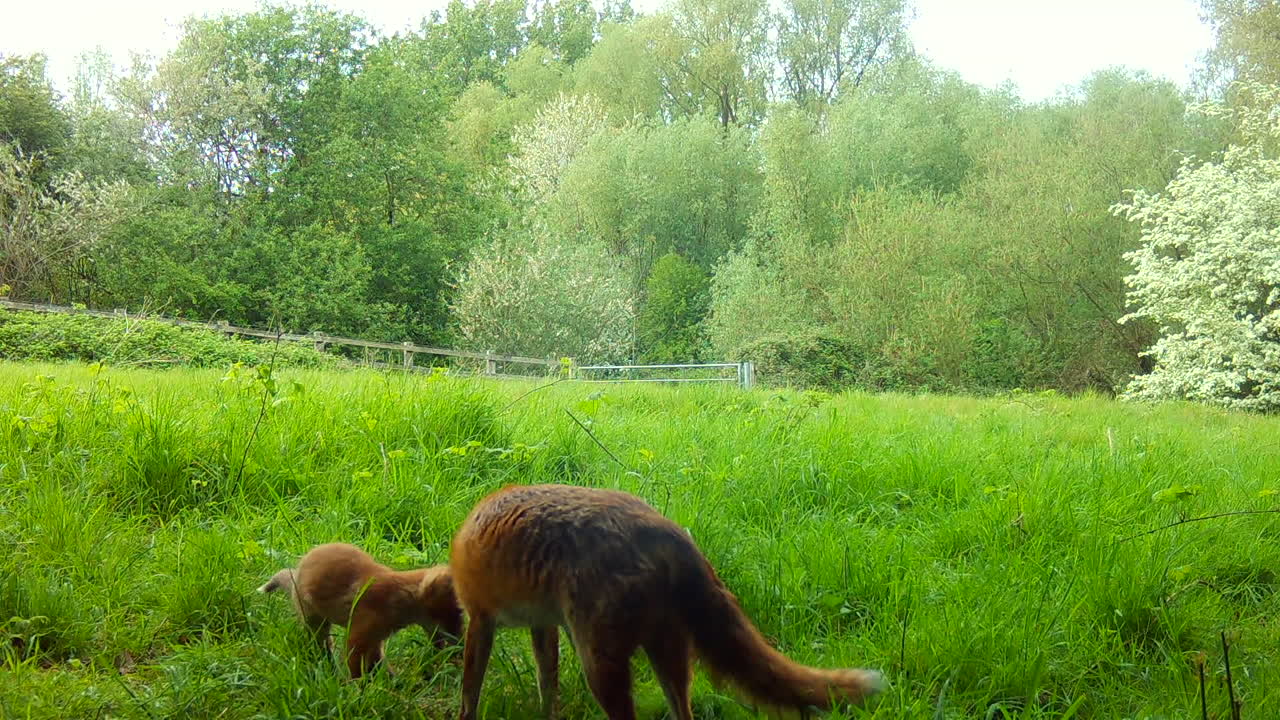 cachorro de zorro y adulto en un campo verde en inglaterra olfateando en busca de comida