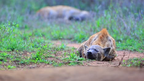 spotted laughing hyena sleeps peacefully in greenery, another behind