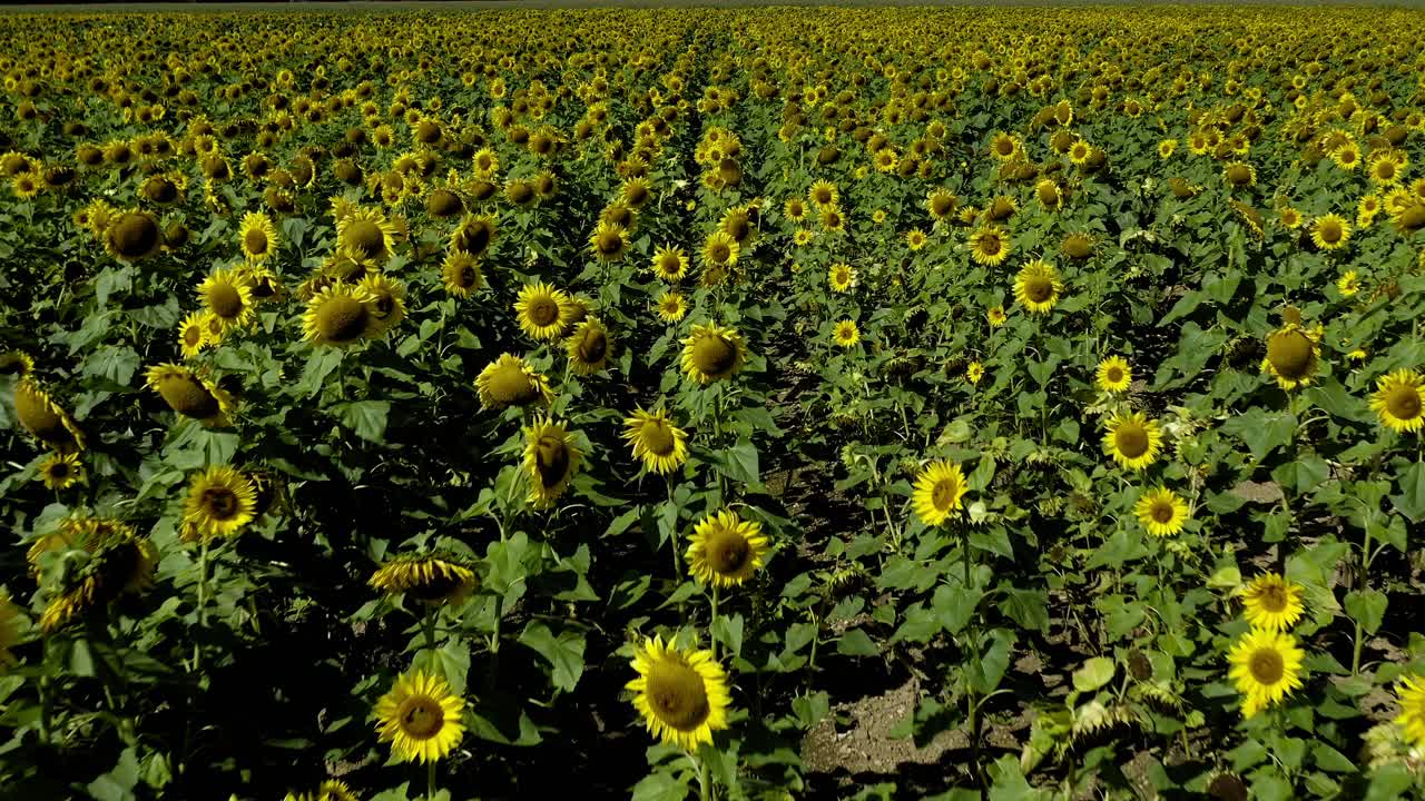 바람 부는 날에 노란 꽃이 피는 해바라기 위를 비행하는 것은 4k의 영화적 영상으로 드론에 의해 꽃보다 낮습니다
