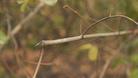 A-long-brown-branch-with-green-leaves-in-the-background