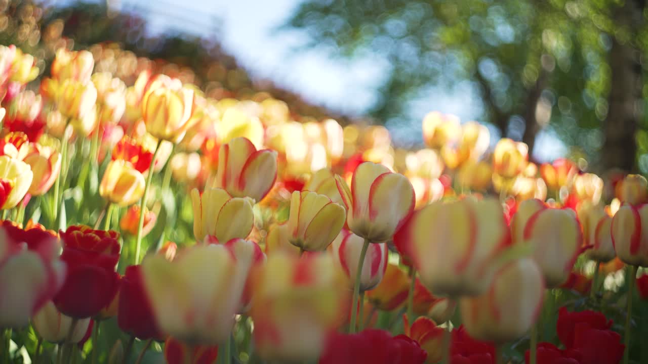 a colorful field of yellow and orange tulips in the middle of europe while spring.