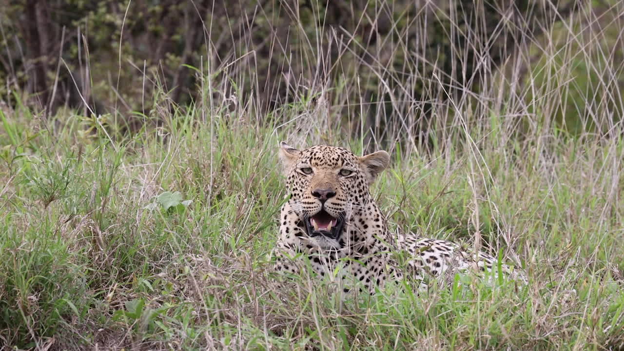 Leopard reclining on savanna grass pants while looking at camera