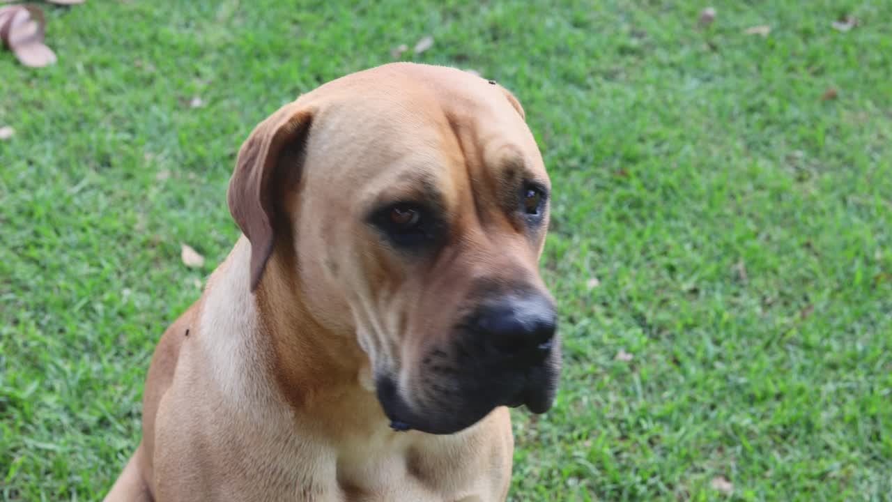 Beautiful Brown Mastiff dog looking straight into camera, medium close up