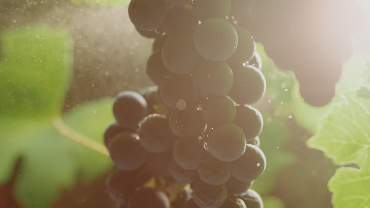 Close-up of a bunch of grapes on the vine
