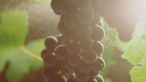 close-up of a bunch of grapes on the vine