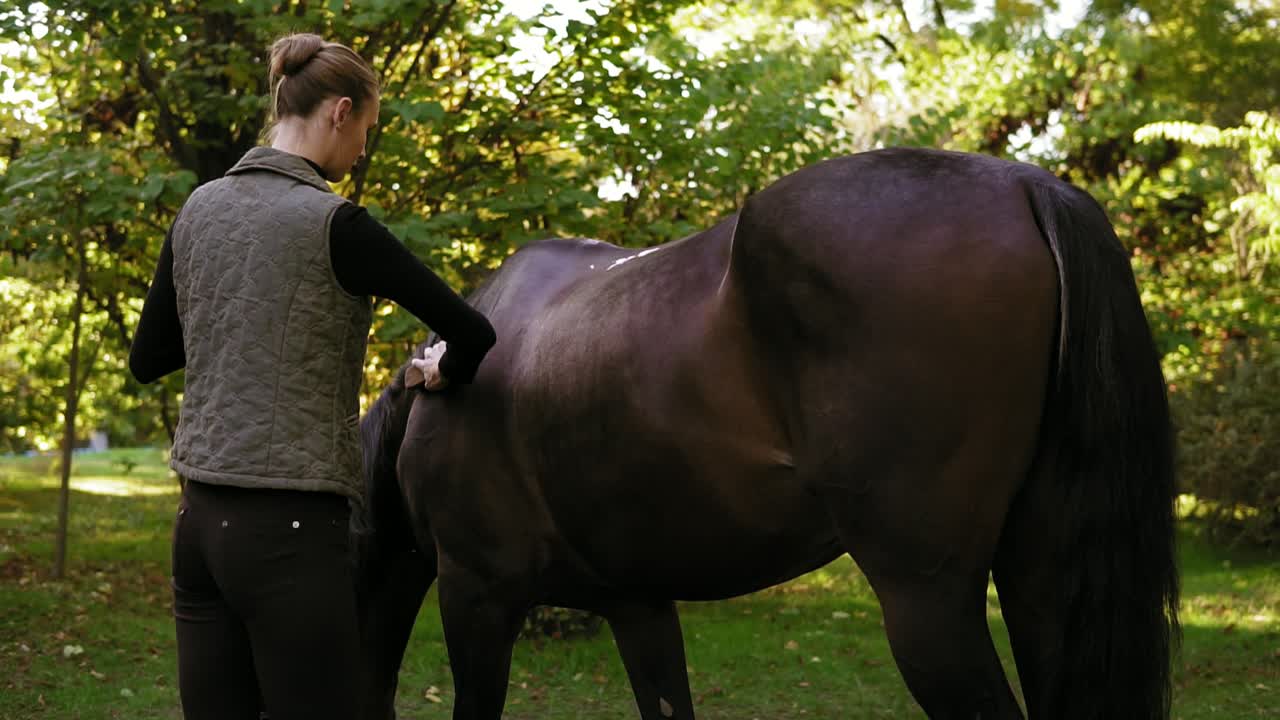 derramando y cepillando la piel de caballo: joven mujer atractiva arreglando a su hermoso caballo marrón de pie en el campo
