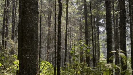 Tiro-Inclinado-Hacia-Arriba-Dentro-Del-Bosque-En-El-Santuario-De-La-Mariposa-Monarca-En-México