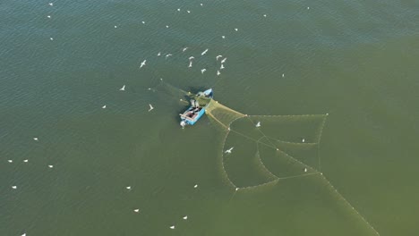 aerial: fishermans spread nets in water while seagulls trying to catch fish