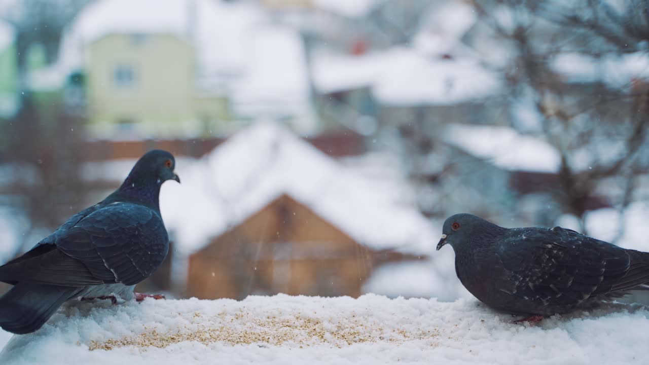 Pigeons on the city street. Pigeons on snow in the winter.