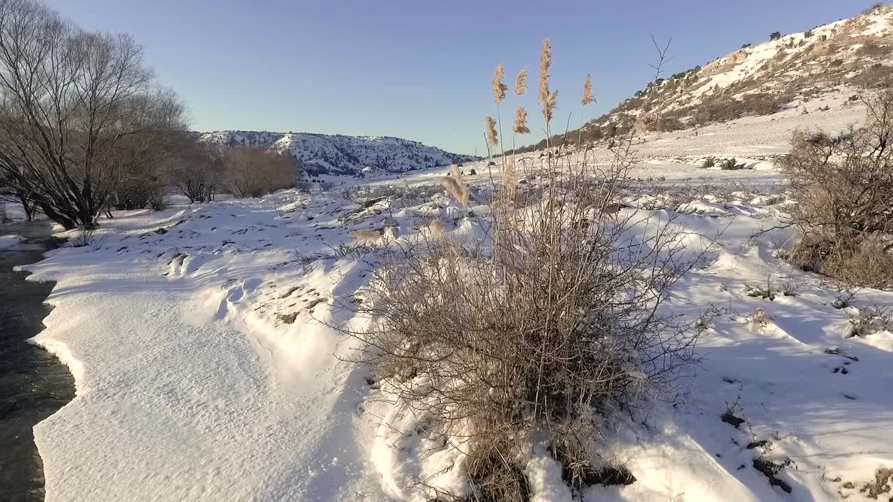 춥고 눈 내리는 날씨에 술에 취한 식물