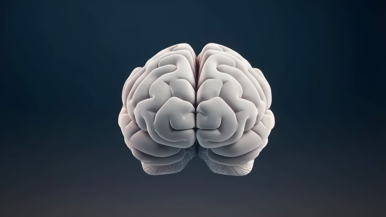 3D Render of a Human Brain