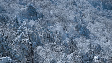 Inclinarse-Desde-El-Bosque-Helado-De-La-Montaña-Balwangsan-Nevada-Hasta-El-Valle-De-La-Cadena-Montañosa-Daegwallyeong-En-Pyeongchang-gun,-Gangwon-do-Corea-Del-Sur---Antena