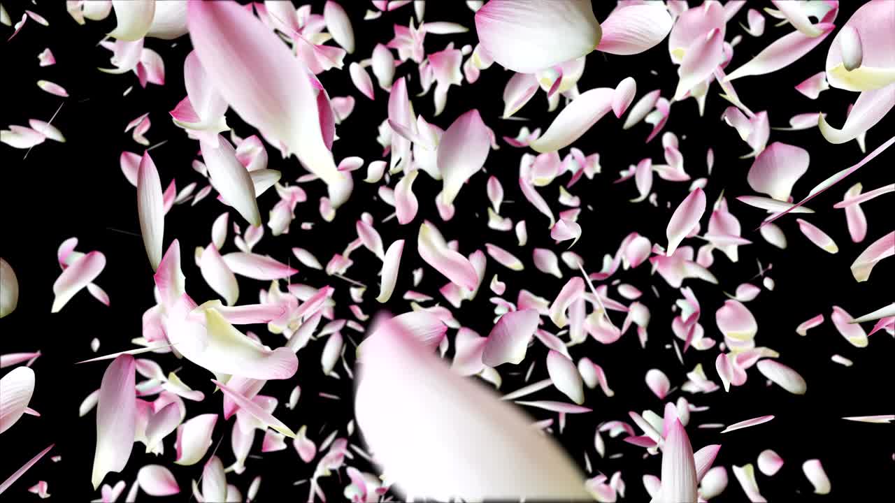 los pétalos de loto rosados están volando.