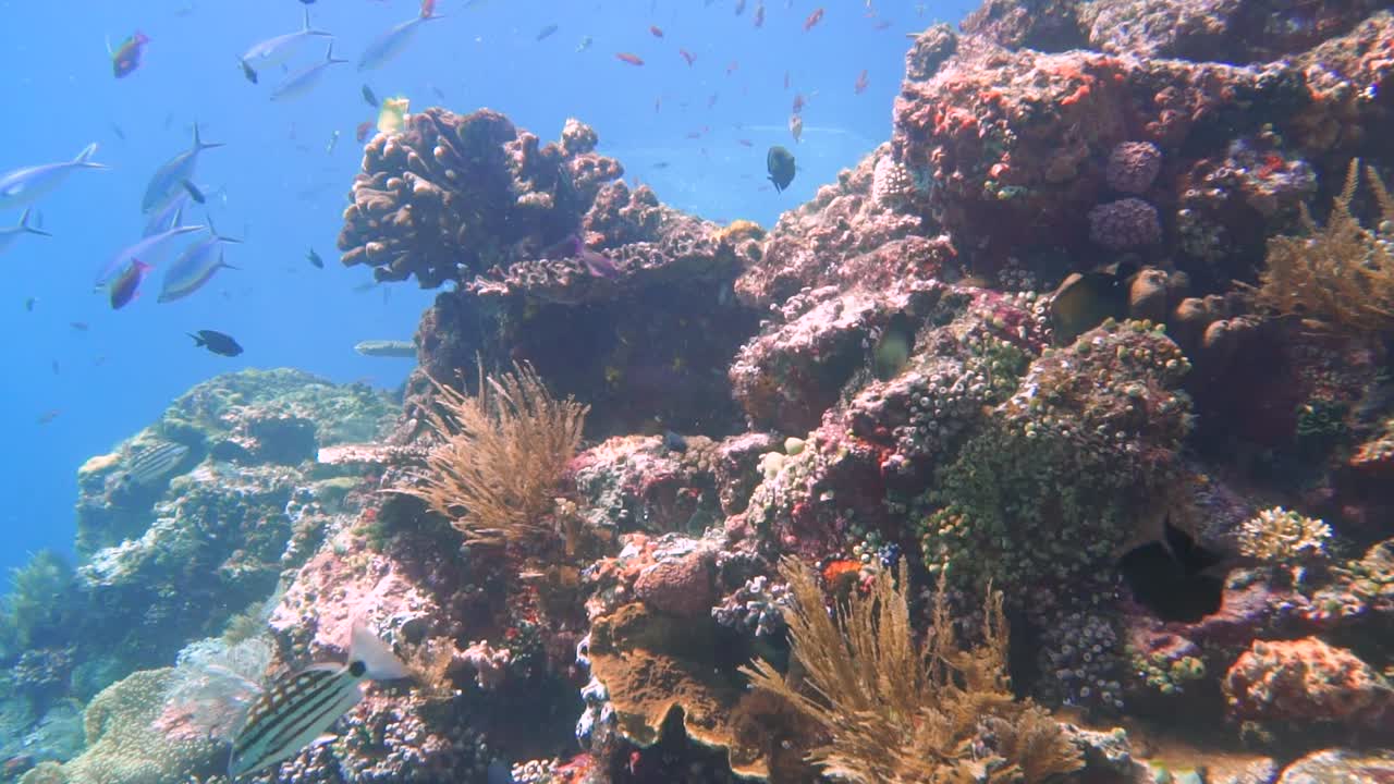 la cámara se desliza lentamente hacia adelante cerca de un arrecife de coral saludable con muchos peces