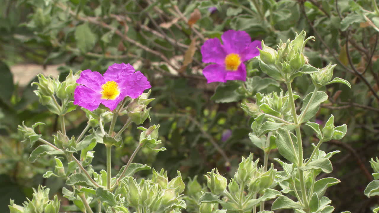 Purple Flowers and Lush Foliage