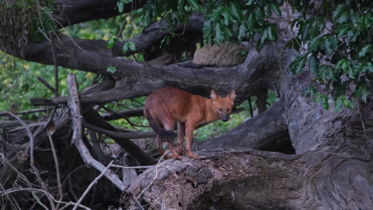 visto en un árbol caído dándose la vuelta para mirar a la cámara