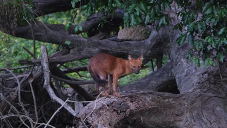 seen on a fallen tree turning around to face the camera