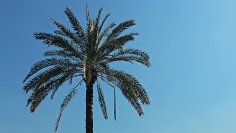 Basking-in-the-sunlight,-palm-tree-grace-the-landscape-on-this-beautiful-day-in-the-United-Arab-Emirates