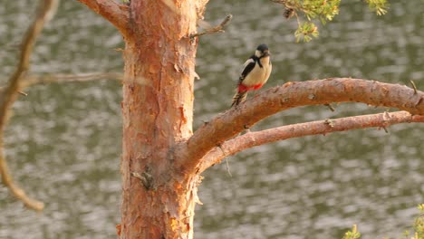 great spotted woodpecker bird on a tree looking for food. great spotted woodpecker (dendrocopos major) is a medium-sized woodpecker with pied black and white plumage and a red patch on the lower belly