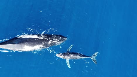 Mother-Humpback-Whale-And-Its-Calf-In-The-Sea-In-Moorea,-French-Polynesia