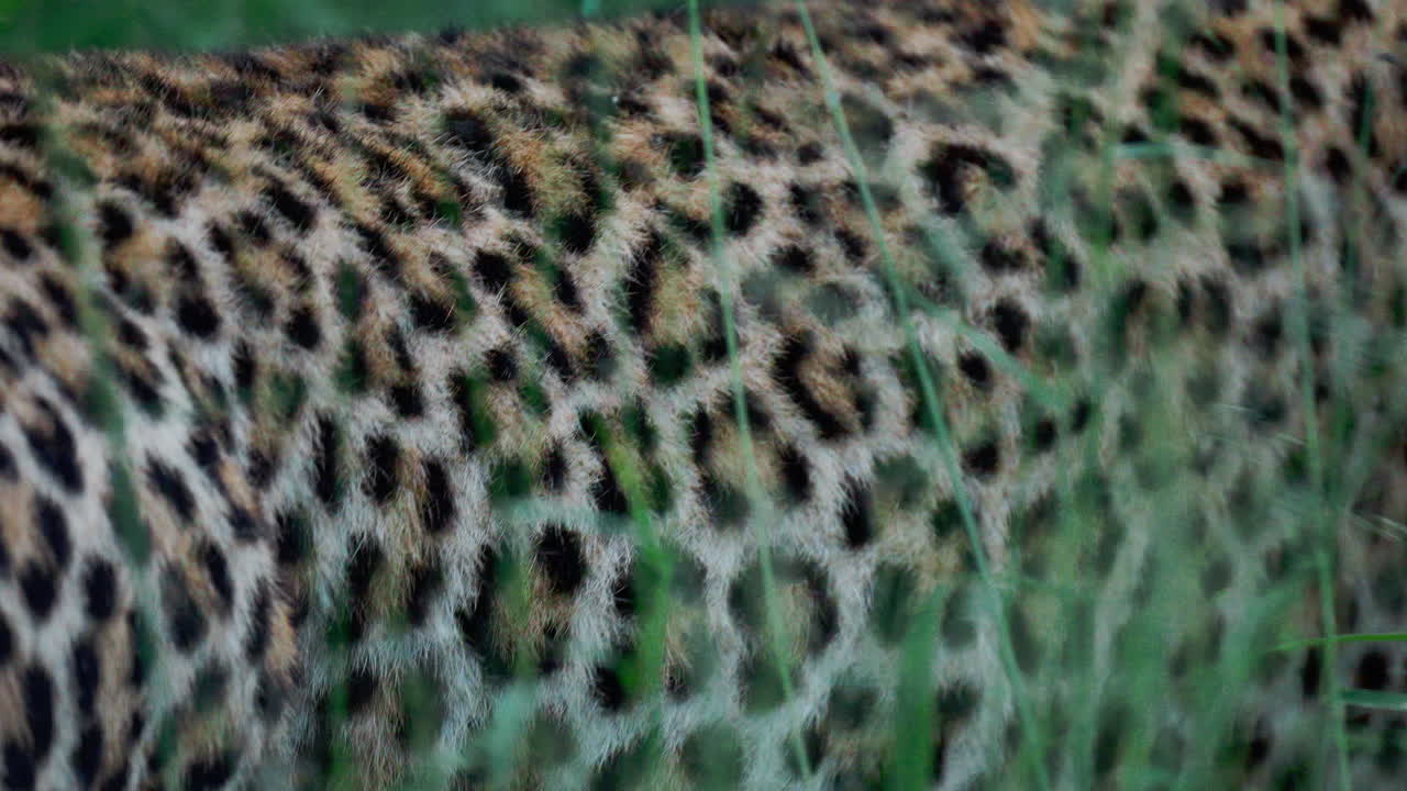 Leopard in Grass