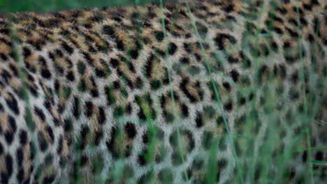 leopard in grass