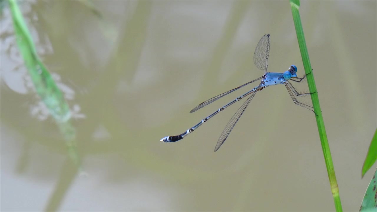 Kleinlibelle Großlibelle Blau