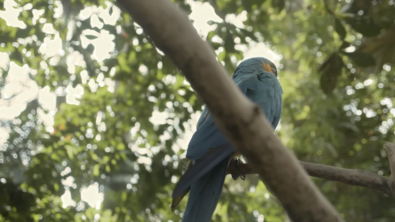 loro juguetón en la selva tropical sentado en un árbol para dar la vuelta
