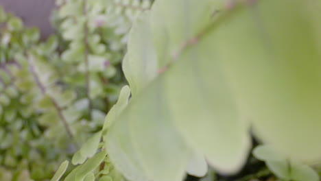 Primer-Plano-De-Las-Hojas-De-Una-Planta-De-Helecho