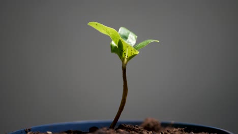 pequeña planta verde en maceta, toma panorámica