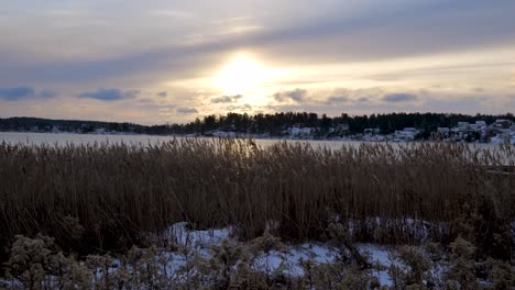 Calm-snowy-landscape-with-reeds-and-late-afternoon-sky