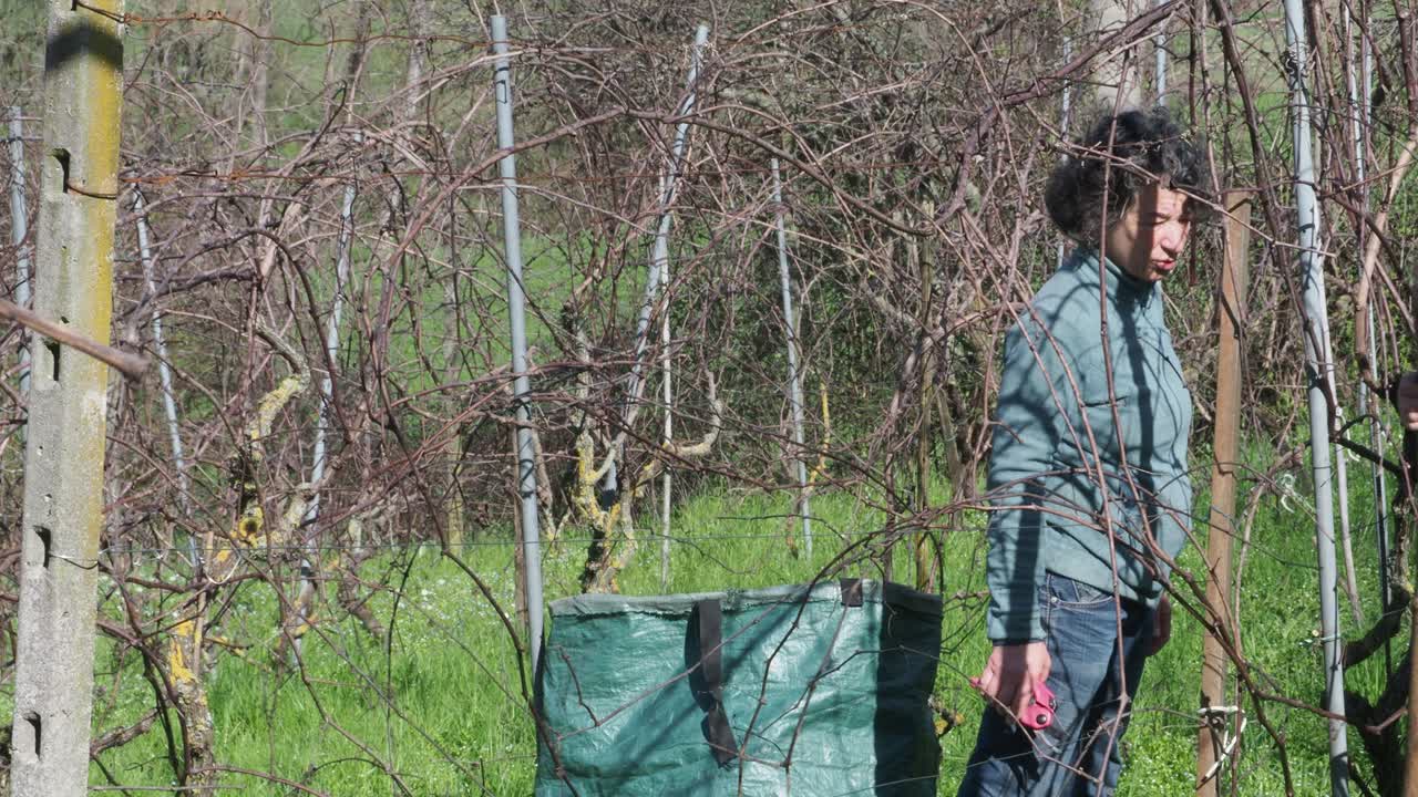 woman stands still in a late winter vineyard holding pruning shears, pausing between vine rows beside a green garden sack, surrounded by bare grape canes, real time, static camera, sunny weather
