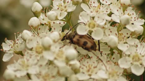 Escarabajo-Judolia-Cerambyciformis-En-Pyracantha-Firethorn-Flores